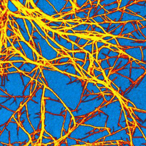 Organic_Electronics