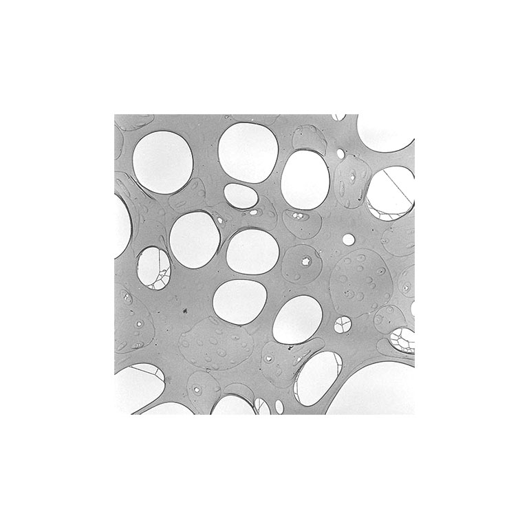 Holey Carbon Films on 300 Mesh Gold TEM Grids (50 Pack) product photo