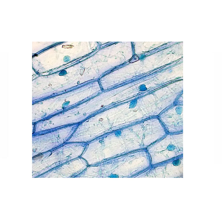 Methylene Blue (25g) product photo