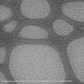Graphene oxide support film on Quantifoil R2/2 on 300mesh Cu product photo Front View L