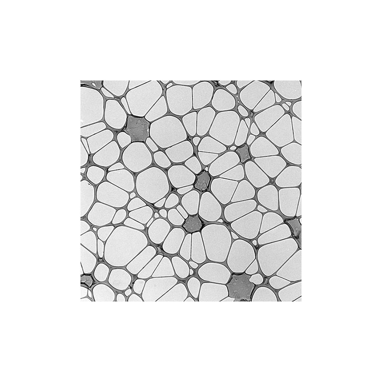 Lacey Carbon Films on Mesh TEM Grids (50 Pack) product photo