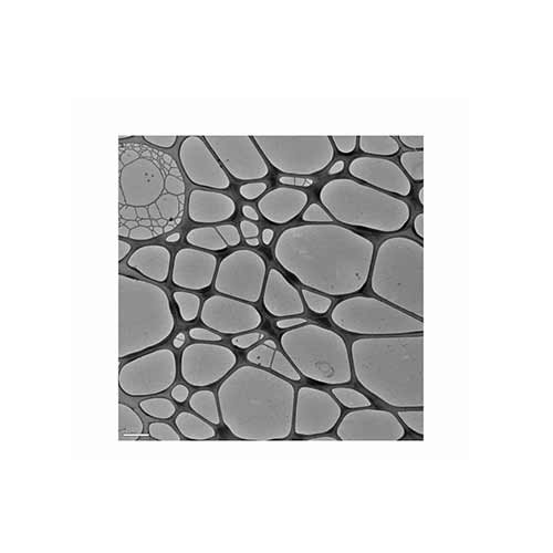 Graphene oxide support film on Quantifoil R2/2 on 300mesh Cu product photo